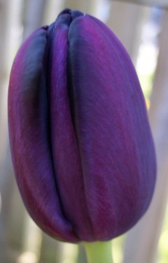 queen_of_the_night_tulip